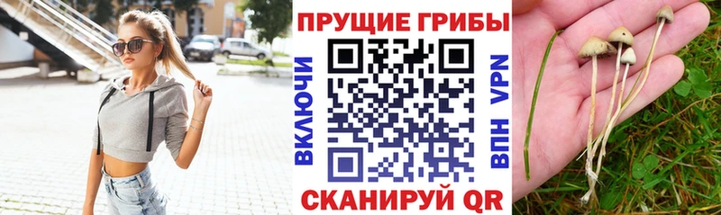 Псилоцибиновые грибы Cubensis  Гулькевичи 